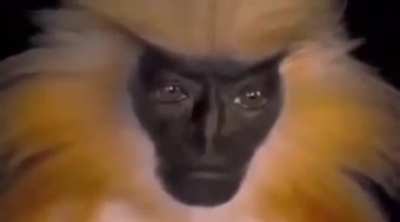? Golden Langur monkey has eerily human features