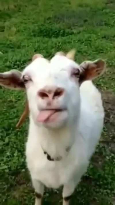 Weird goat