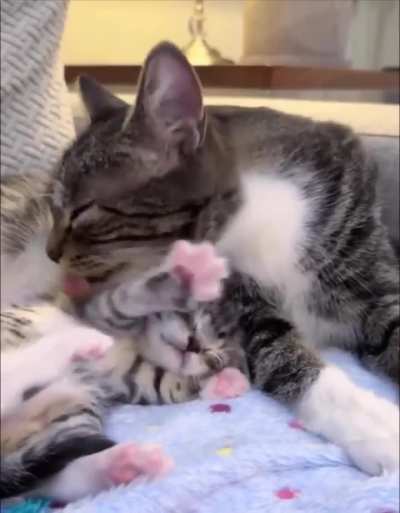 This is what cat mother care looks like ?
