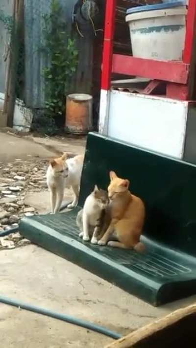 You left me for him. Heart broken love story of a cat ?