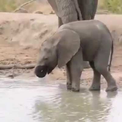 ? Elephant trunk has close to 40,000 muscles. It takes time &amp; practice to have full control and coordination on trunk, Baby elephants usually take around 1 year for this. This baby elephant is practising using its trunk. Till then, it drinks water lik