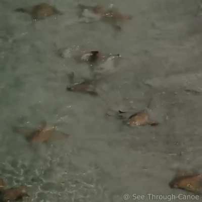 ? Stingrays Surfing at the beach yesterday
