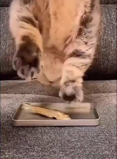 Mission impawssible