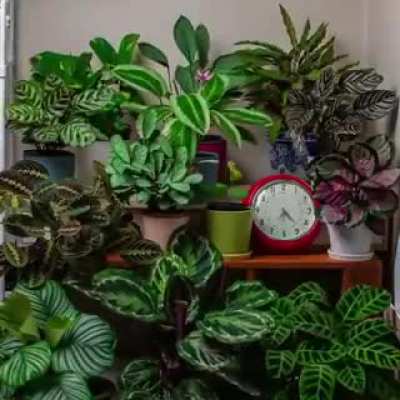 We usually do not notice it, but plants are actually very active during the day