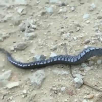 ?Hognose snake theatrically fakes death to avoid predation This behavior is called Thanatosis