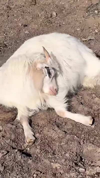 This goat sleeps in and ends up far from her herd?