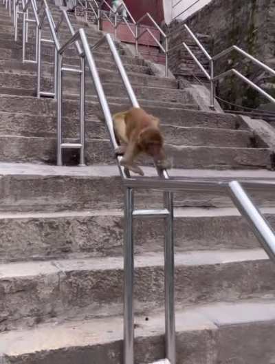 Clever monkey sliding down railing.