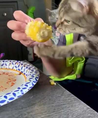 who loves corn as much as this cat?)??