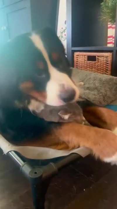 Two derps