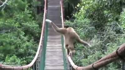 ? This gibbon traversing across the way