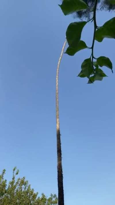 Man risks his life by cutting 100 foot Californian palm tree
