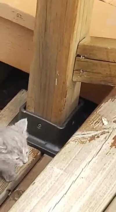 Four munchkins found under the deck