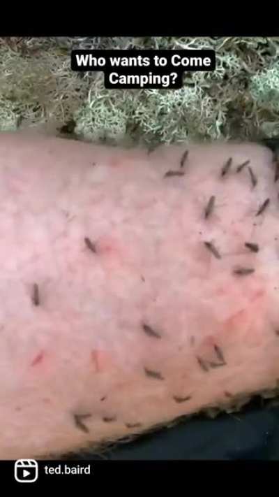 ?? Insane Mosquitoes & Blackfles