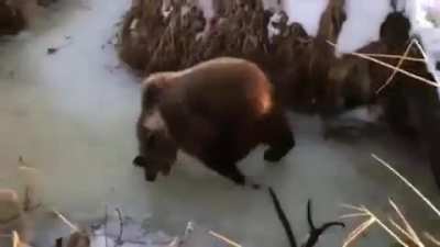 ? Bear enjoying a frozen stream