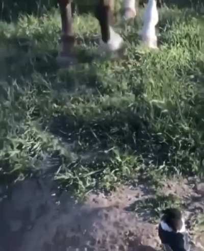 being a bird
