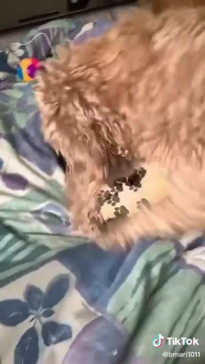 How is he so gentle ?