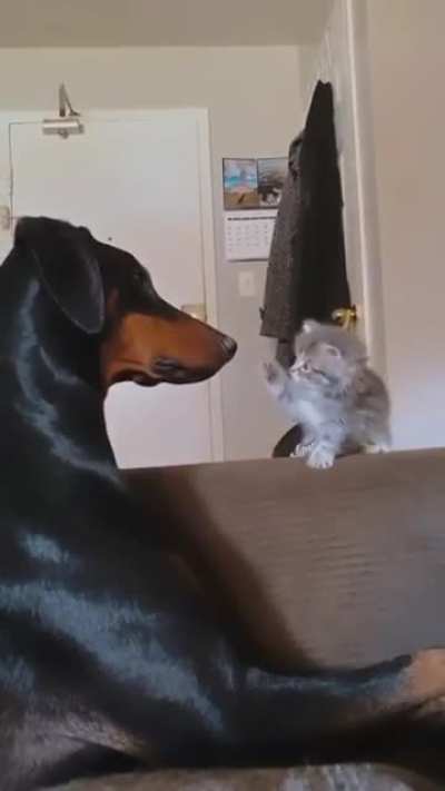 "You look like you could use some boops my friend"