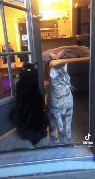 Cat.