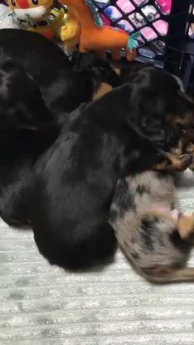 This puppy was having a nightmare until his sister came to comfort him ?