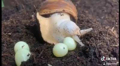 ? Snail laying eggs