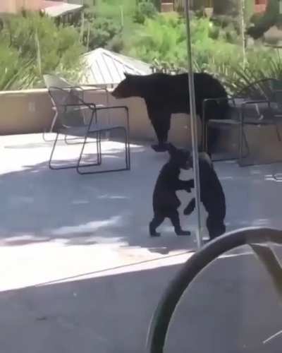 ? Bear cubs playing with each other as they visit a residence