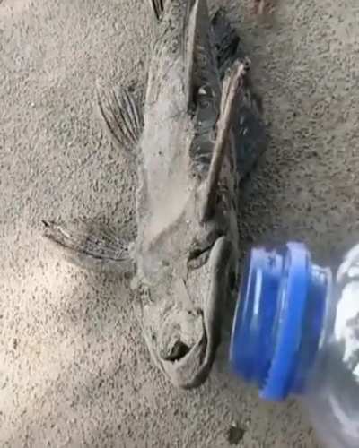 Dried Fish