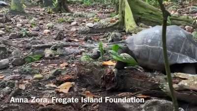 ? A giant tortoise hunting and killing a bird