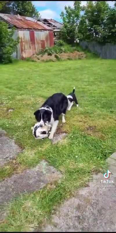 This is the most border collie shit I've ever seen ??