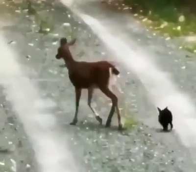 ? Real life Thumper and Bambi ?
