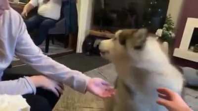 "Don't woof"