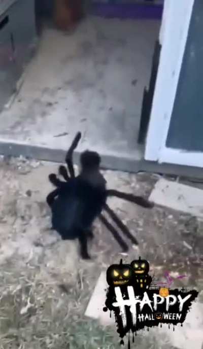 Spider-Chicken ?