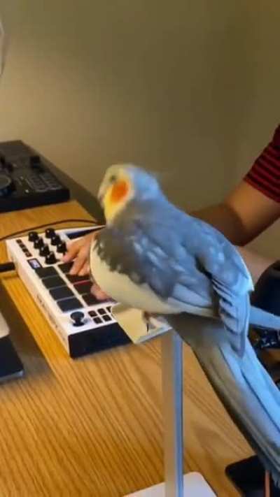 BirbMC
