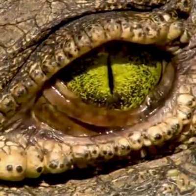 Crocodile eye ?