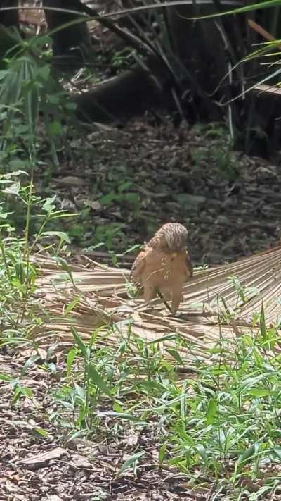 Can someone please tell me what kind of bird this is and what it’s doing?