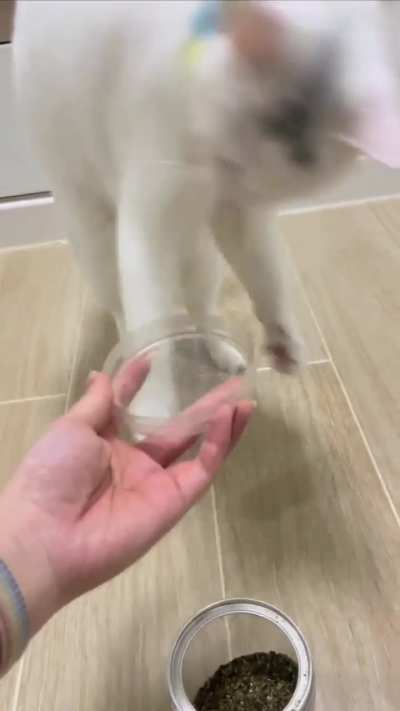 Catnip catnip!