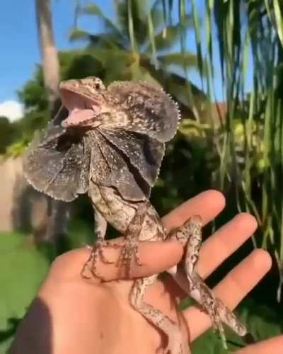 ? "Frilled Dragon" Lizard