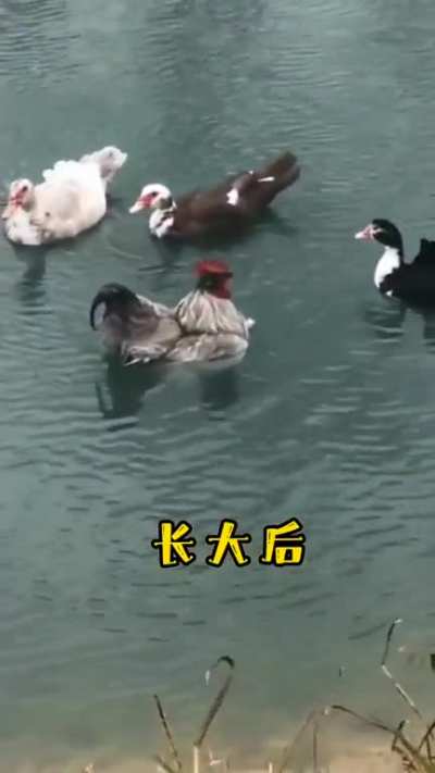 Follow-up of chicks hatched by duck mother