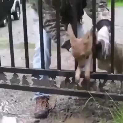 Aiding a fawn out of a tight situation