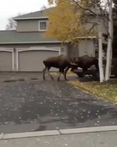 ? Two bull moose dueling in an Alaskan suburb ?