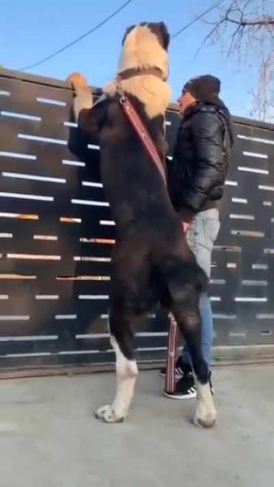 "Hey Dad, Look, I'm taller than you!"...