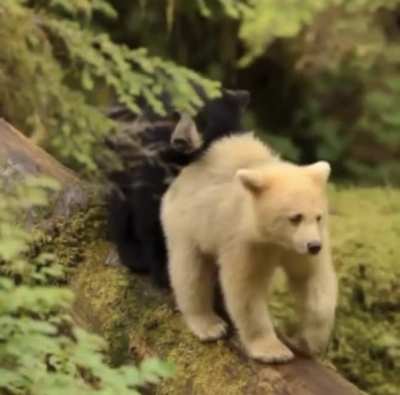 ? A couple of siblings taking a stroll.