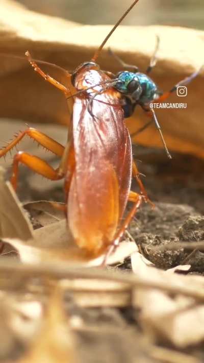 ? Jewel wasp tagging a cockroach ?