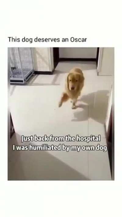 This dog should most definitely win an Oscar