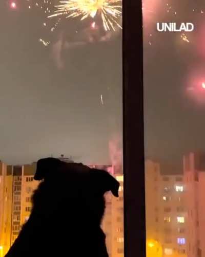 Wow !! Maybe I don't think I have ever known a dog to love fireworks so much.?