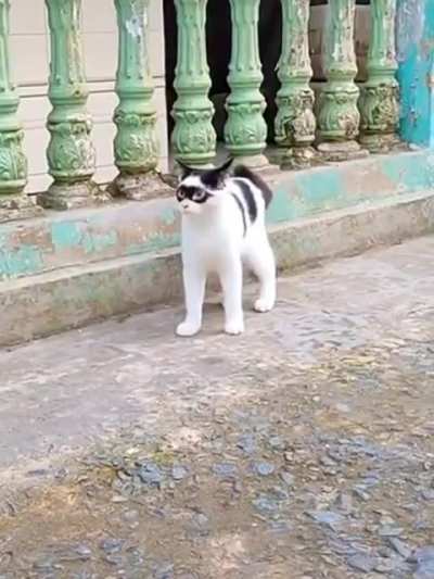 Spy meow on duty