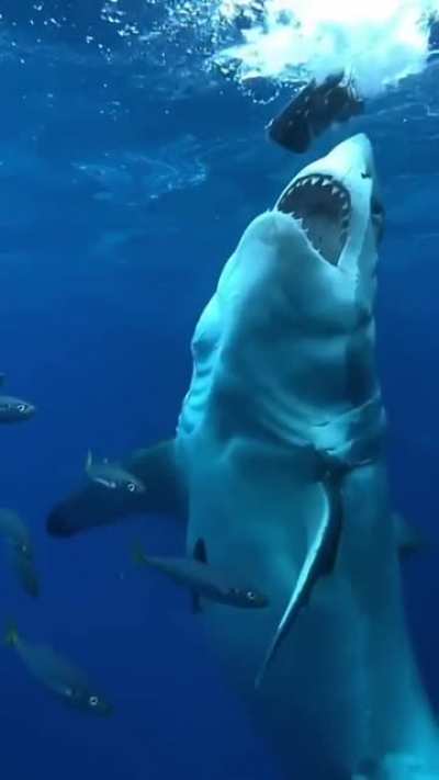 ? This absolute unit of a shark