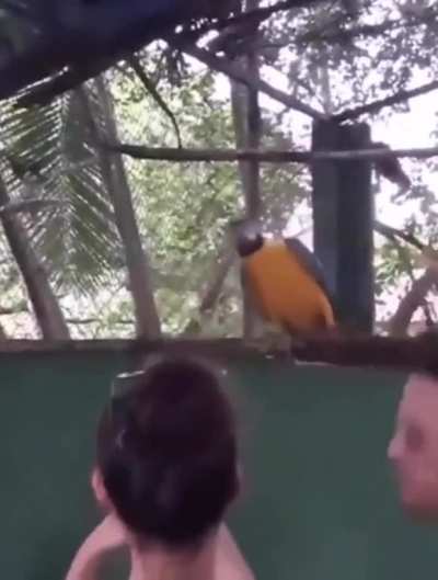 Electrobirb