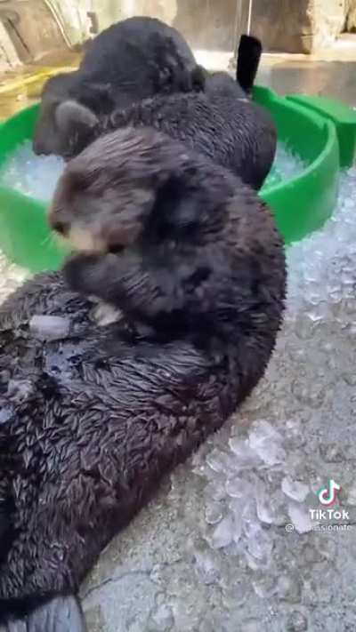 Otter taps