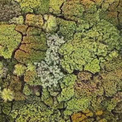 the way forest looks from the sky