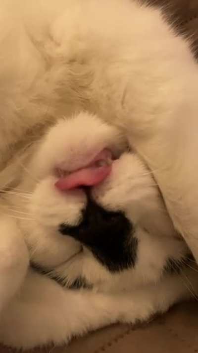Wet Food Dream